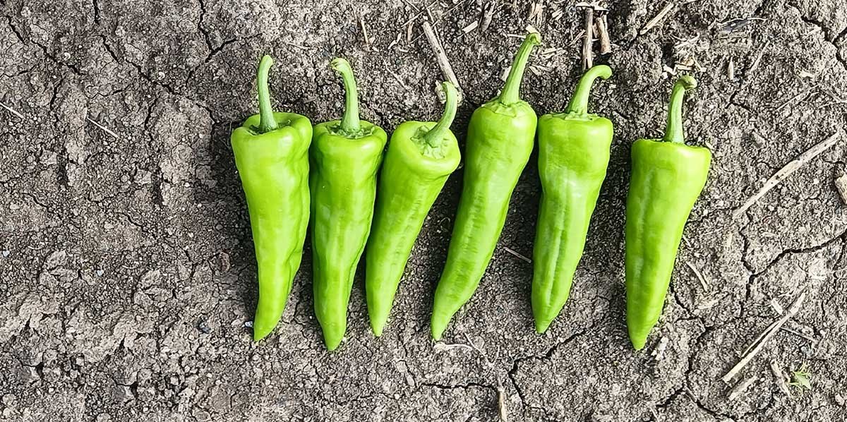 Yieldstar yield Enhancer