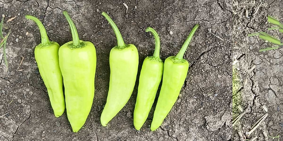 Yieldstar yield Enhancer