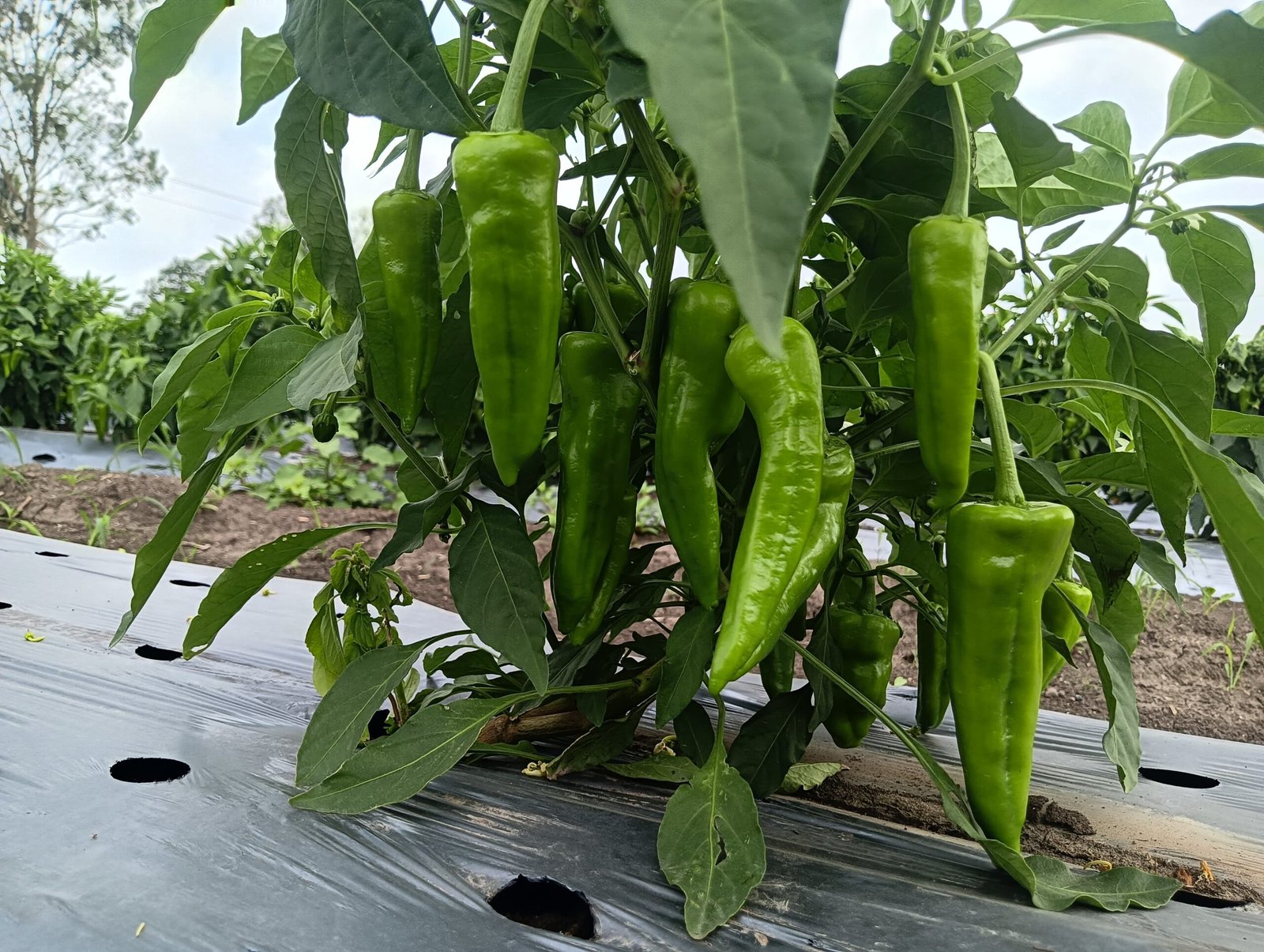 Funginex Effect on Chilli Bhoodhan Agriventures Pvt. Ltd.