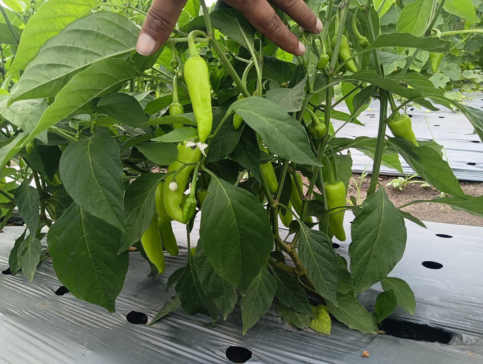 Funginex Effect Bhoodhan Agriventures Pvt. Ltd.